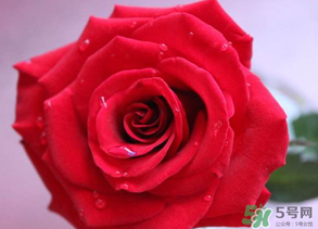 母親節(jié)送什么顏色的玫瑰花？母親節(jié)送幾朵玫瑰花？