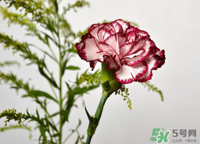康乃馨可以放多久？康乃馨怎么養(yǎng)？