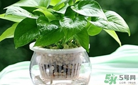 綠蘿葉子發(fā)黃怎么辦？綠籮多久澆一次水？