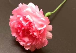 母親節(jié)可以送紙做的康乃馨嗎？康乃馨怎么折？