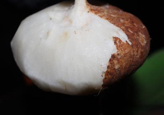 生吃土瓜有什么好處？土瓜生吃的功效與作用