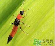 隱翅蟲和蚊蟲的區(qū)別？隱翅蟲和蚊蟲有什么不一樣？