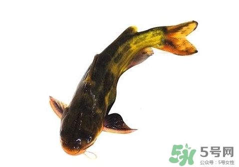 黃顙魚(yú)有毒嗎？黃顙魚(yú)的營(yíng)養(yǎng)價(jià)值