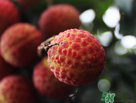 五月份有荔枝嗎？5月份有荔枝嗎？