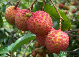 五月份有荔枝嗎？5月份有荔枝嗎？