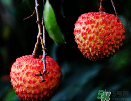 五月份有荔枝嗎？5月份有荔枝嗎？
