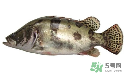 鱖魚怎么讀？鱖魚是什么魚
