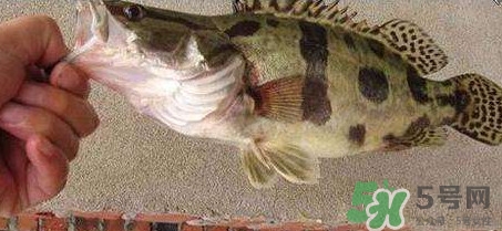 鱖魚是海魚嗎？鱖魚是淡水魚還是海魚