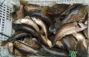 鱖魚(yú)是桂魚(yú)嗎？鱖魚(yú)和桂魚(yú)的區(qū)別