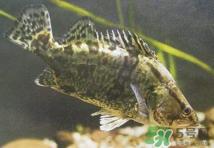 鱖魚怎么養(yǎng)？鱖魚養(yǎng)殖技術(shù)