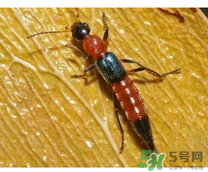 隱翅蟲和蚊蟲的區(qū)別？隱翅蟲和蚊蟲有什么不一樣？
