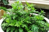 菊花腦是什么？菊花腦是野菊花嗎