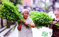 端午節(jié)前后出沒的毒蟲有哪些？端午節(jié)前后如何預防毒蟲？