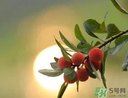楊梅可以帶上飛機(jī)嗎？飛機(jī)能帶楊梅嗎？