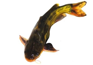黃顙魚有毒嗎？黃顙魚的營養(yǎng)價(jià)值