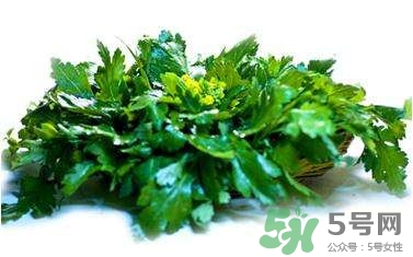 菊花腦是什么？菊花腦是野菊花嗎