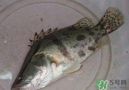 鱖魚怎么讀？鱖魚是什么魚