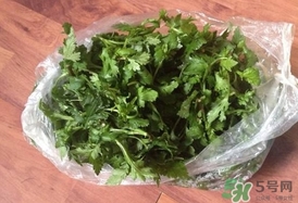 菊花腦怎么種？菊花腦怎么摘