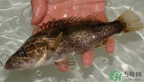 鱖魚怎么養(yǎng)？鱖魚養(yǎng)殖技術(shù)