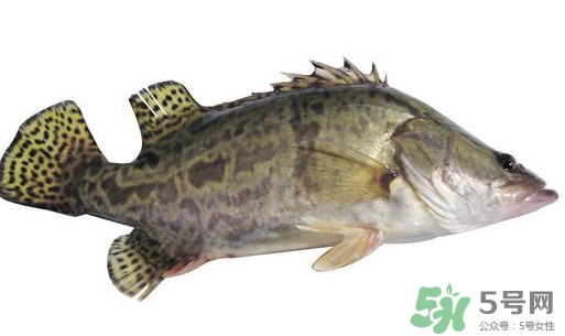 鱖魚怎么讀？鱖魚是什么魚