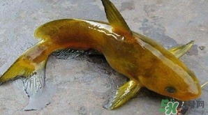 黃顙魚(yú)有毒嗎？黃顙魚(yú)的營(yíng)養(yǎng)價(jià)值