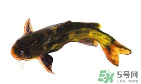 黃顙魚(yú)有毒嗎？黃顙魚(yú)的營(yíng)養(yǎng)價(jià)值