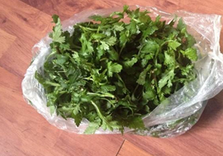 菊花腦怎么種？菊花腦怎么摘