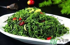 菊花腦怎么種？菊花腦怎么摘