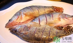 鱖魚(yú)是桂魚(yú)嗎？鱖魚(yú)和桂魚(yú)的區(qū)別