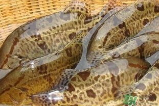 鱖魚是海魚嗎？鱖魚是淡水魚還是海魚