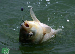 小滿怎么釣魚？小滿釣魚技巧