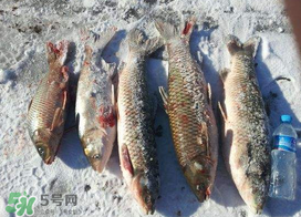 小滿怎么釣魚？小滿釣魚技巧
