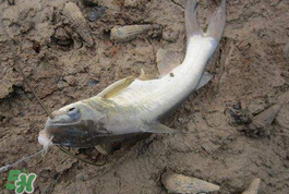 小滿怎么釣魚？小滿釣魚技巧