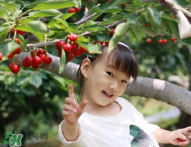 5月份還有櫻桃摘嗎？5月份哪里可以摘櫻桃？