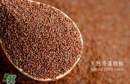 海藻面膜要泡多久最好？海藻面膜要泡多長時間？
