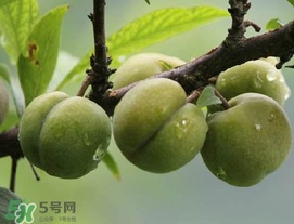 吃李子牙齒酸怎么辦？為什么吃多了李子牙會(huì)酸？