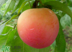 吃李子為什么會(huì)拉肚子？拉肚子可以吃李子嗎？