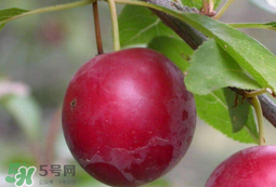 李子和蜂蜜能一起吃嗎？吃了李子可以喝蜂蜜嗎？