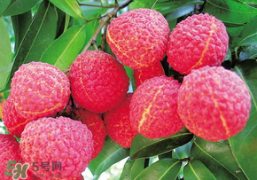 荔枝和蝦能一起吃嗎？荔枝與蝦同食會中毒嗎？