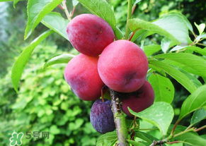 五月份有李子嗎？五月份的李子能吃嗎？
