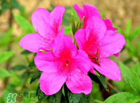 五月還有杜鵑花嗎？杜鵑花什么時(shí)候開？