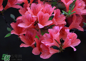 五月還有杜鵑花嗎？杜鵑花什么時(shí)候開？