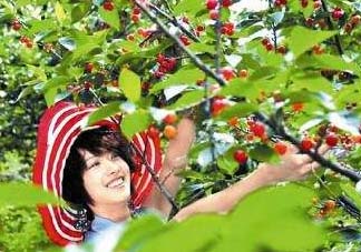 5月份還有櫻桃摘嗎？5月份哪里可以摘櫻桃？