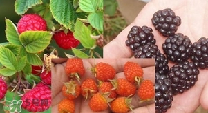盆栽樹莓怎么養(yǎng)？盆栽樹莓的種植方法