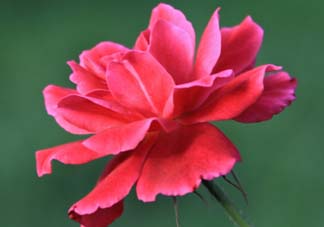 五月還有杜鵑花嗎？杜鵑花什么時(shí)候開？