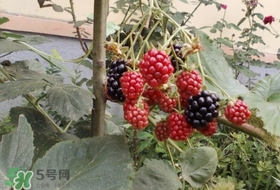 盆栽樹莓怎么養(yǎng)？盆栽樹莓的種植方法