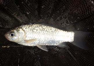小滿怎么釣魚？小滿釣魚技巧
