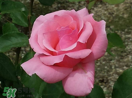 小滿(mǎn)開(kāi)什么花？小滿(mǎn)節(jié)氣開(kāi)的植物