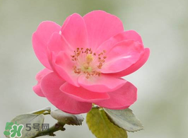 小滿(mǎn)開(kāi)什么花？小滿(mǎn)節(jié)氣開(kāi)的植物