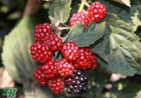刺泡是山莓嗎？刺泡和山莓的區(qū)別